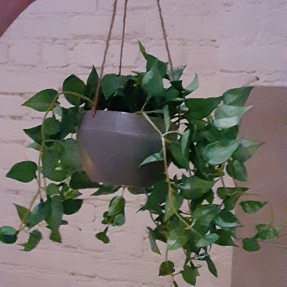 Faux Plant - set of two - NWOT